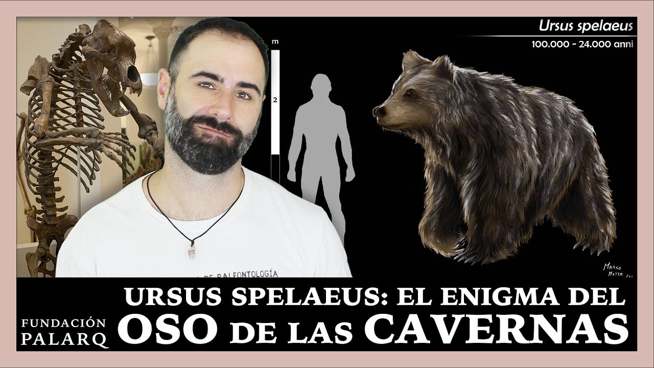 La Verdadera Historia del Oso de las Cavernas: Un Coloso de la Prehistoria