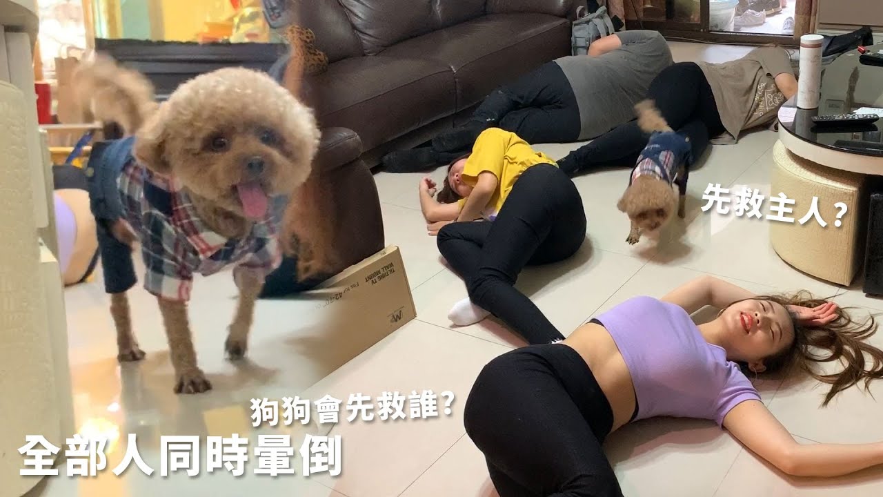 全部人同時暈倒 狗狗會先救誰? 先救主人還是愛人? .feat 