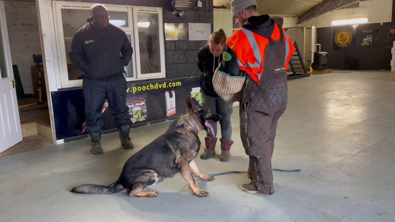 Personal protection k9 understanding the residential market