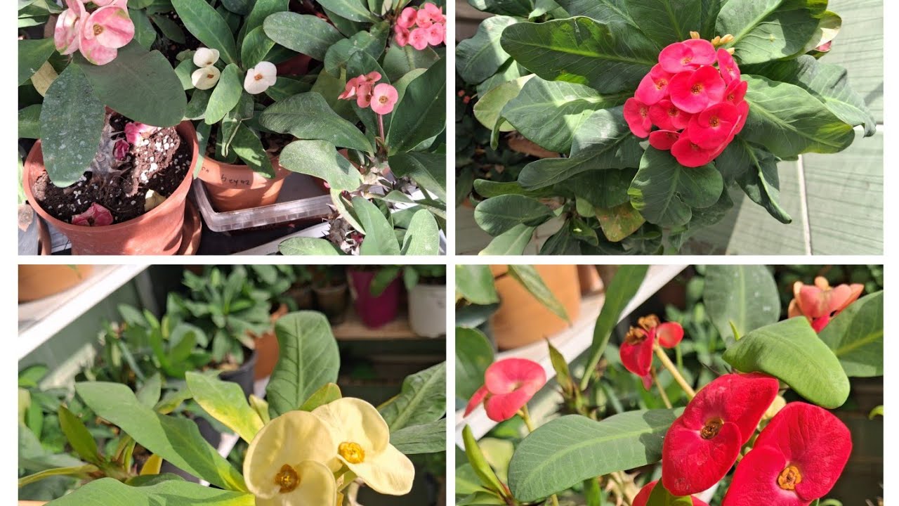 Millilerde  çelik satışı başlamıştır 05330217295