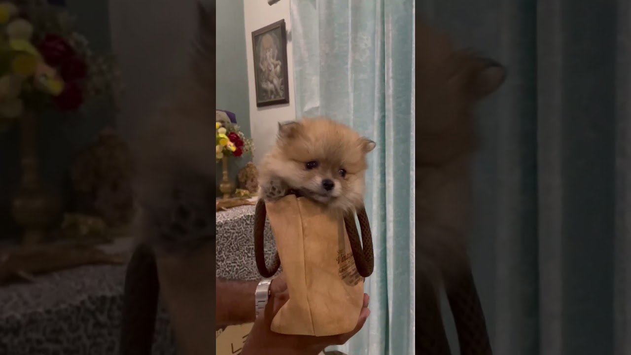 Toypom 