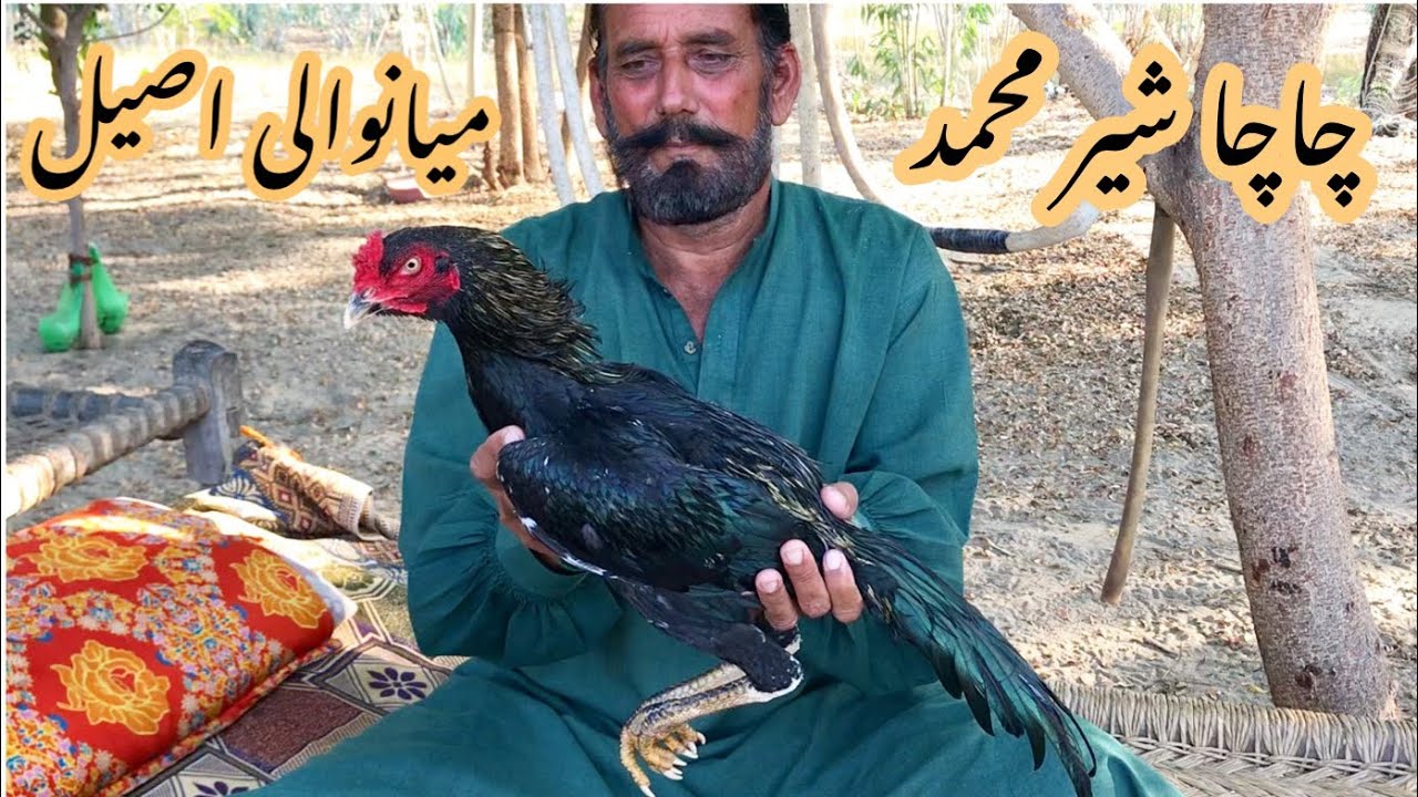 Pure mianwali aseel breed of Sher Muhammad angra by Nadeem shah aseel