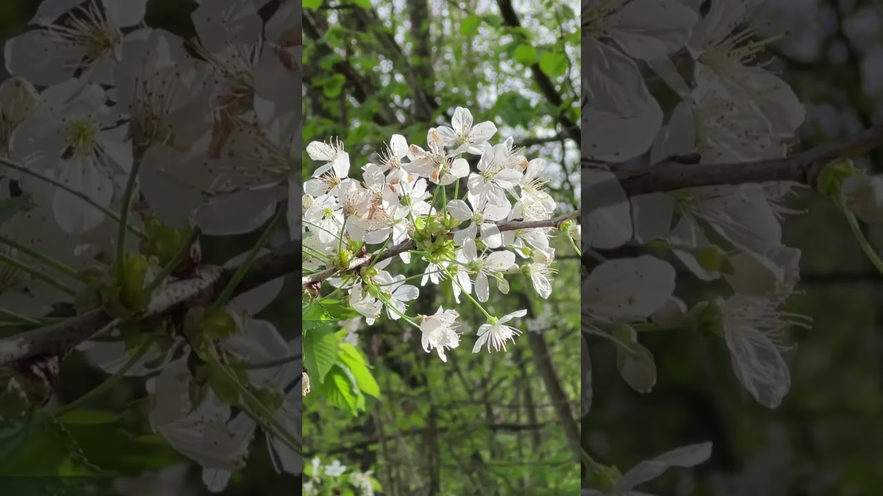 Kirschbl&uuml;te in der Fr&auml;nkischen Schweiz: So sch&ouml;n ist der Pretzfelder Kirschenweg