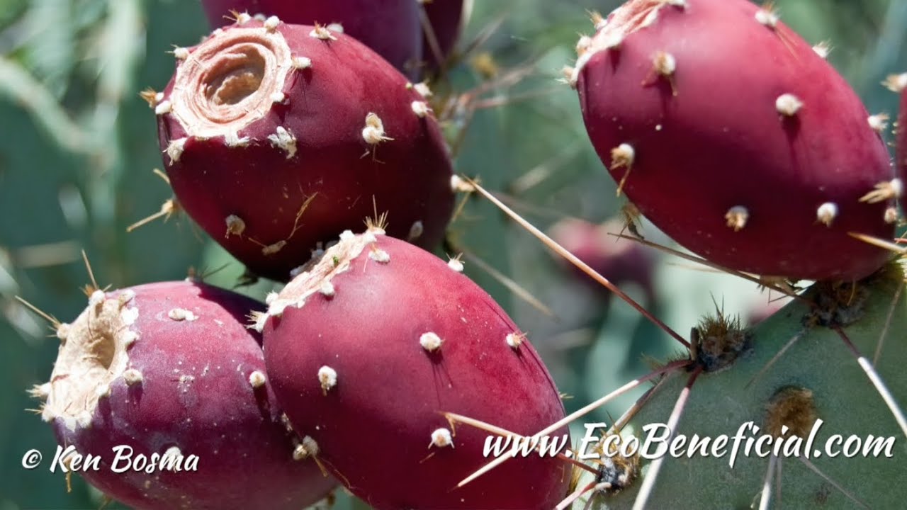EcoBeneficial Tips: Native Edibles - Eastern Prickly Pear Cactus