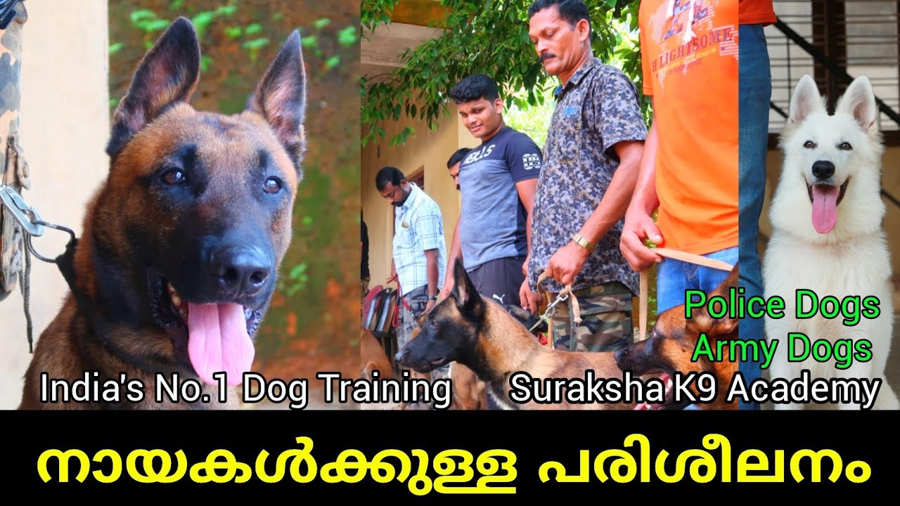 Dog Training Malayalam | നായകൾക്ക് പരിശീലനം കൊടുക്കാം | Suraksha k9 academy