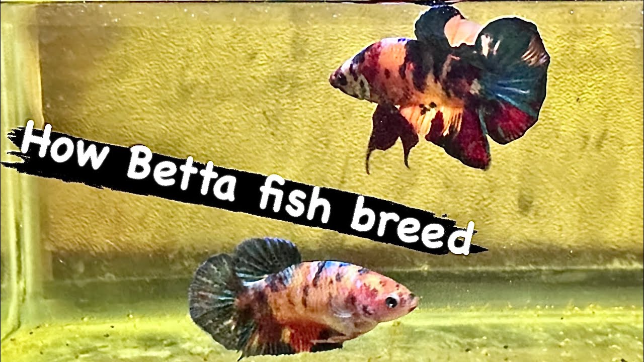 How Betta fish breed #betta #bettafish #bettabreeding #bettasfish #cupang #ikancupang #bigdvsfish