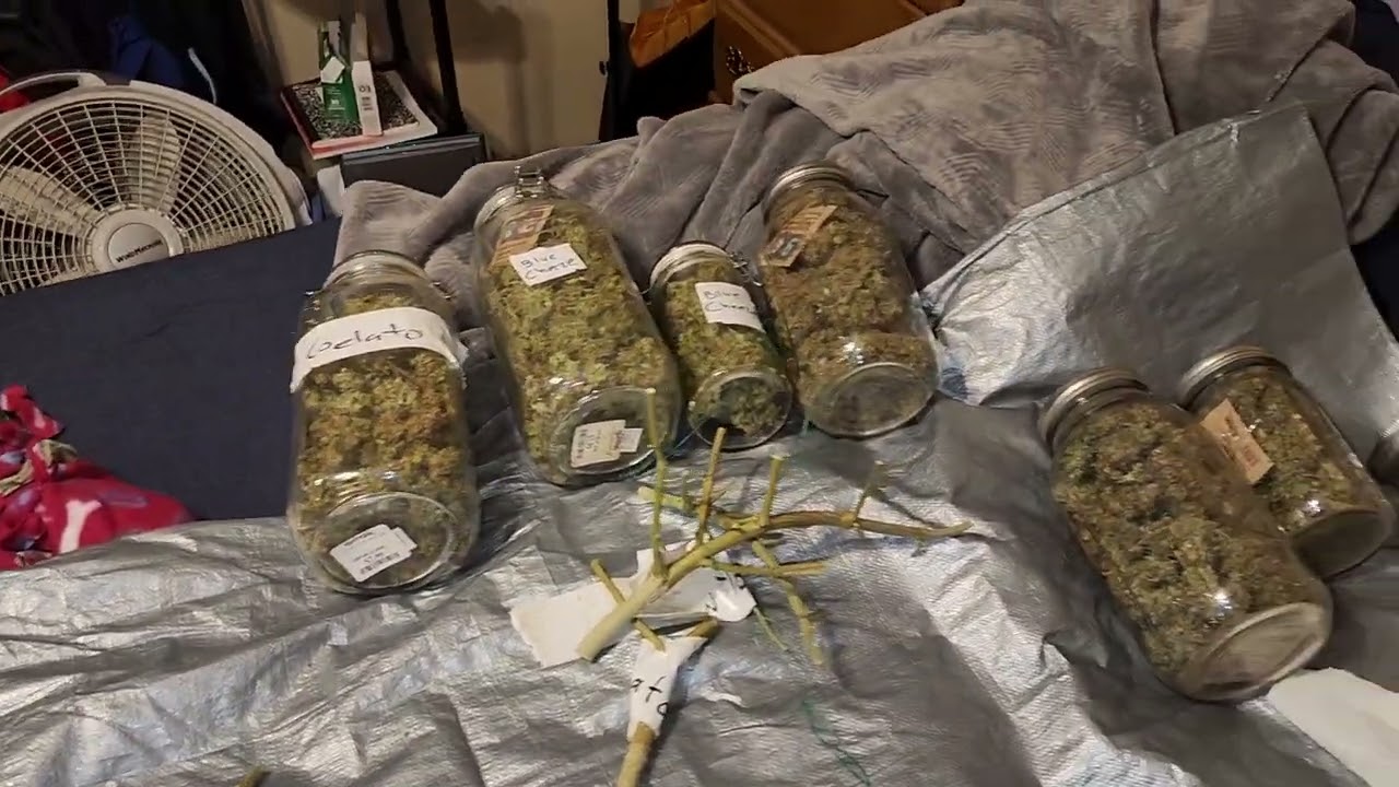 ILGM Autoflower Grow total 5 plants how much???????