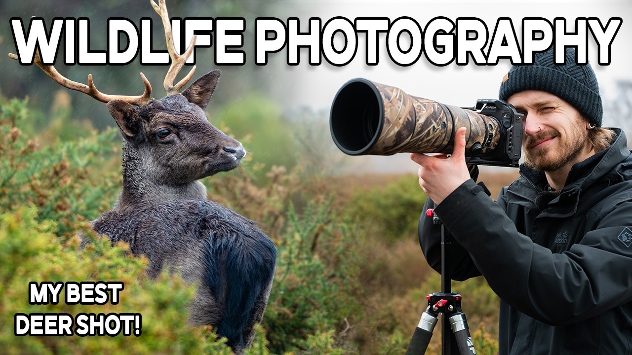 Fotografowanie dzikich danieli - Moje NAJLEPSZE zdjęcia dzikiej przyrody? 