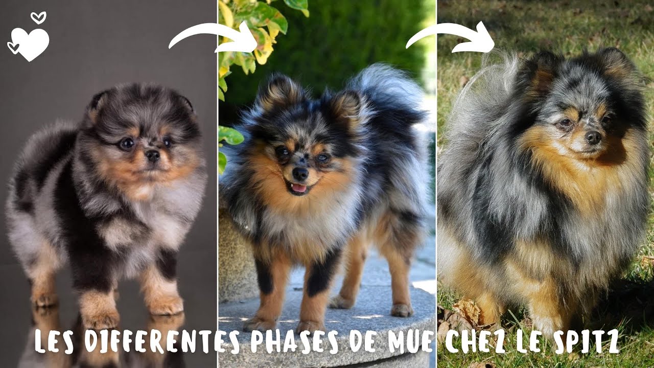 LA MUE DU SPITZ - Les différentes phases de mue chez le Spitz