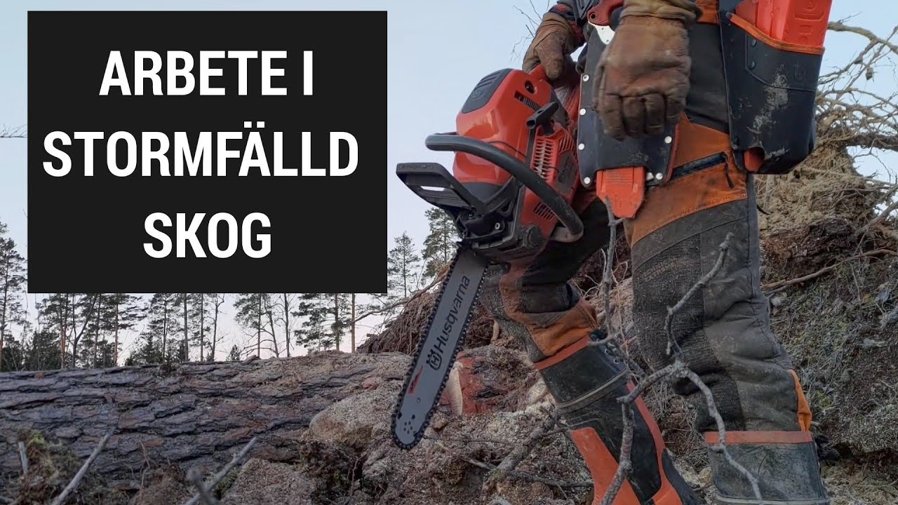 Arbete i stormfälld skog efter stormen Johannes