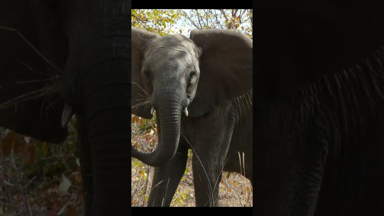 Elephant encounters in the Kruger national park. 