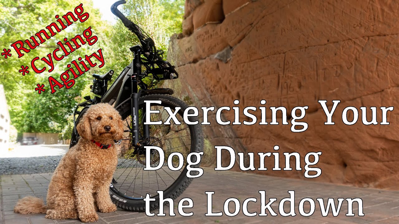 Exercising Your Dog During the Lockdown