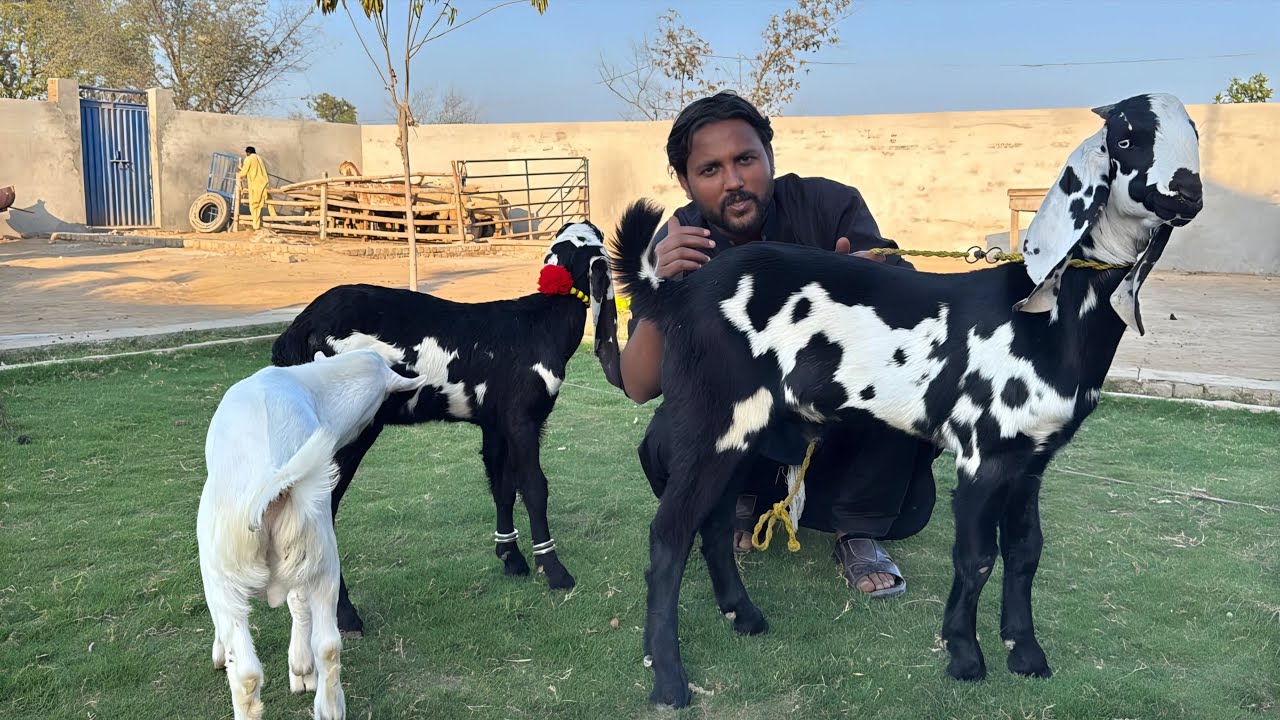 Finally Mil Gaya! Amritsari Beetal Bakri Ka Khoobsurat Partner 😍