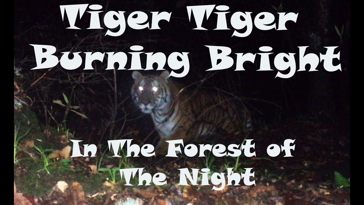 Midnight Tiger Sighting While Driving Through Sitabani Forest Reserve