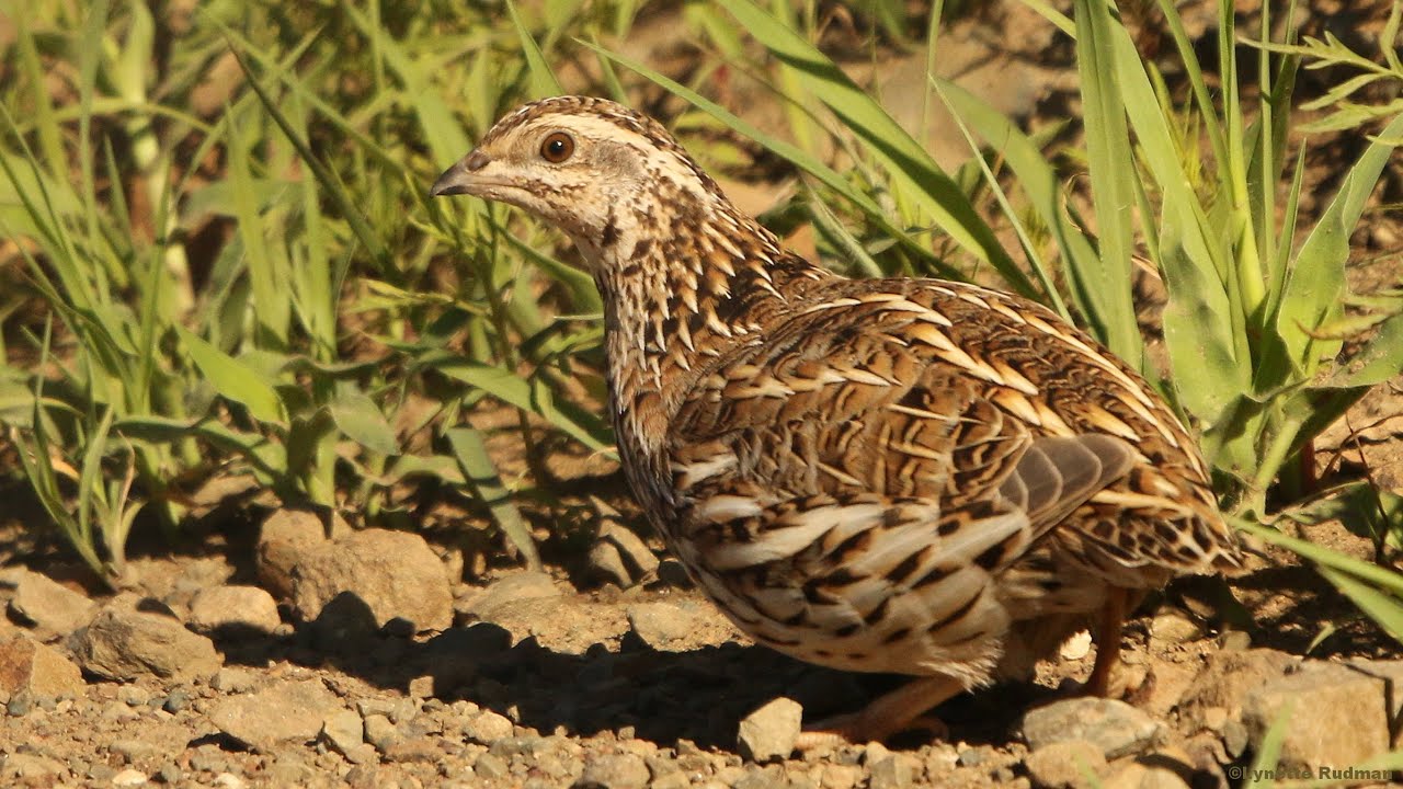 Common Quail calls of the male and female