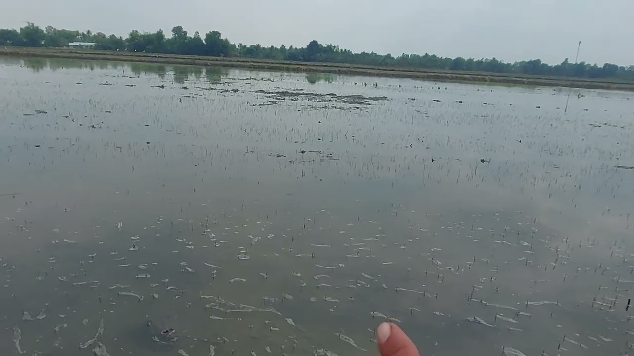 Vụ hè thu sạ từ 3-5 đêm nên ém nước xen kẻ để tránh cỏ và lúa cỏ.