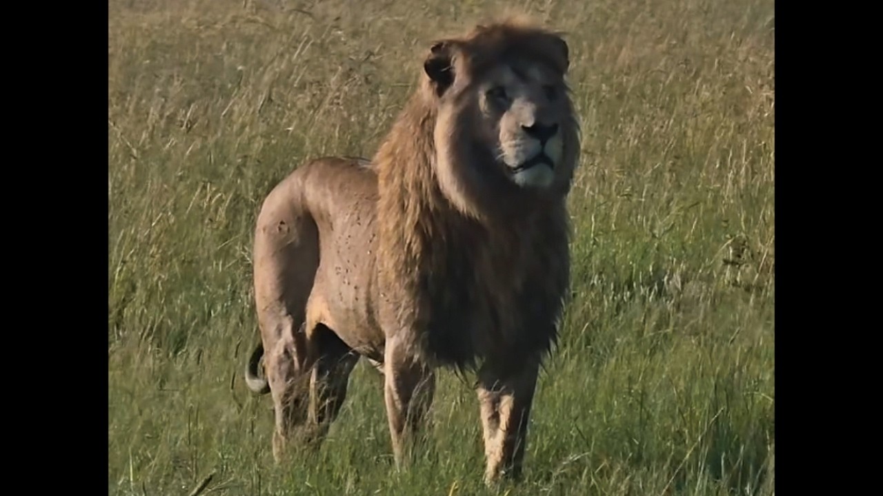 Massive Bron Kaskaz Male Lion after being chased by Rongai Rockers | Masaimara | Today