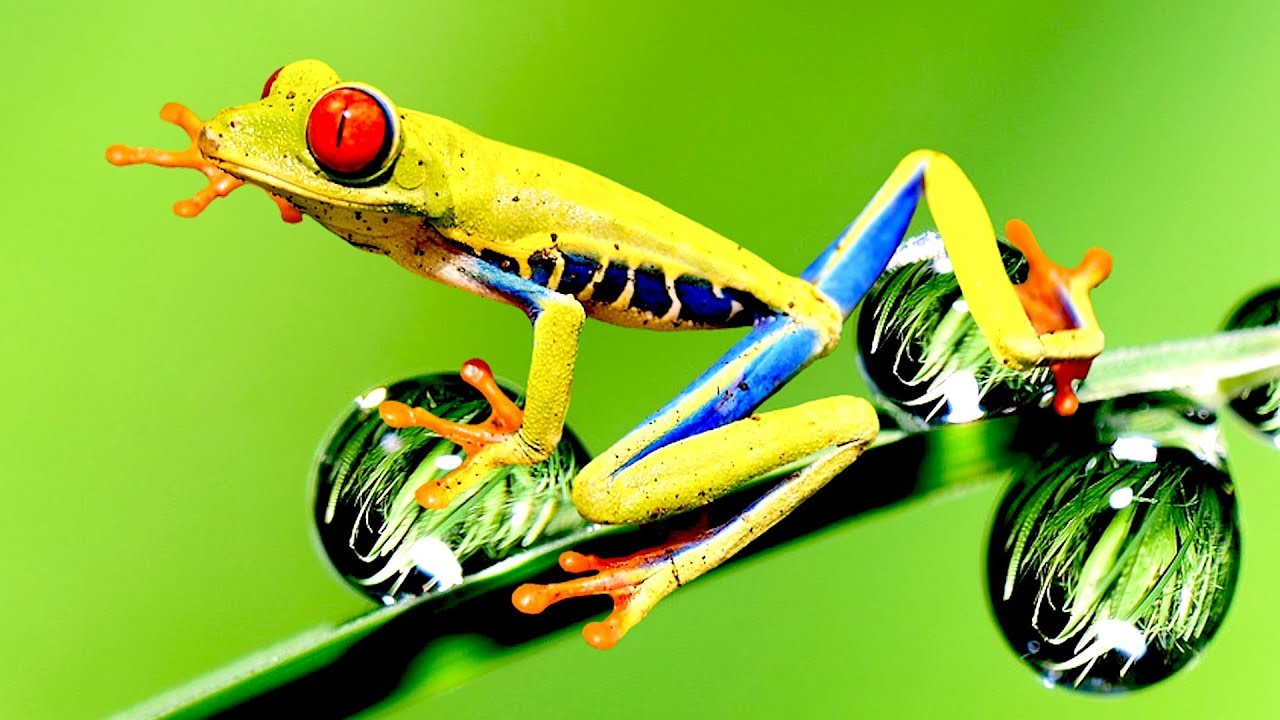 TOXIC FROG - DO NOT TOUCH HIM!!!