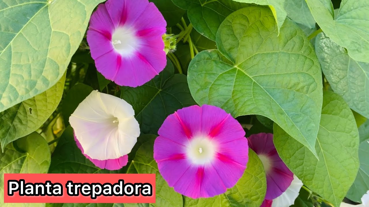 Como cuidar la PLANTA TREPADORA Ipomea o Don Diego de día