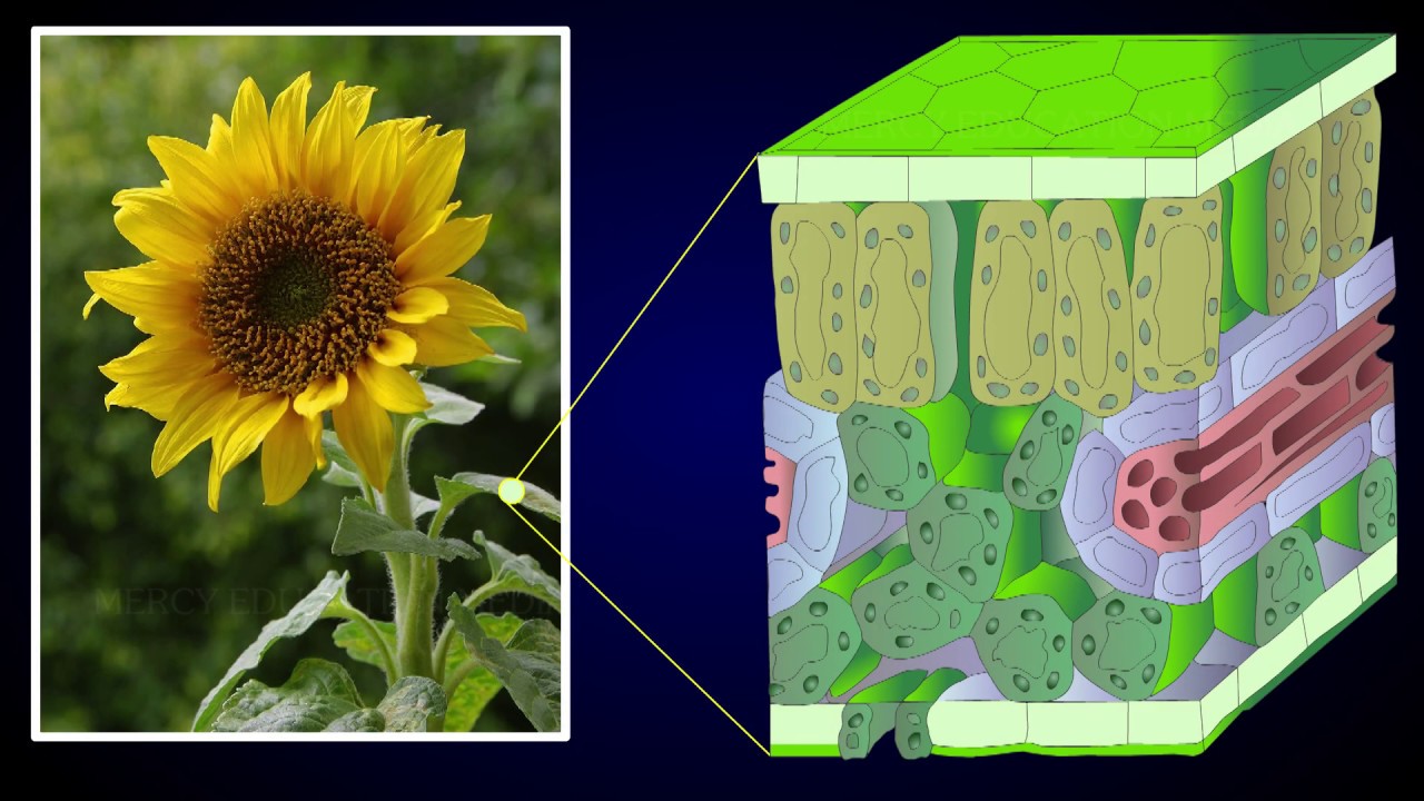 Anatomy of Dicot Leaf - Sunflower Leaf