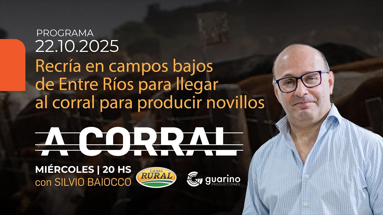 A CORRAL - Recría en campos bajos de Entre Ríos para llegar al corral para producir novillos