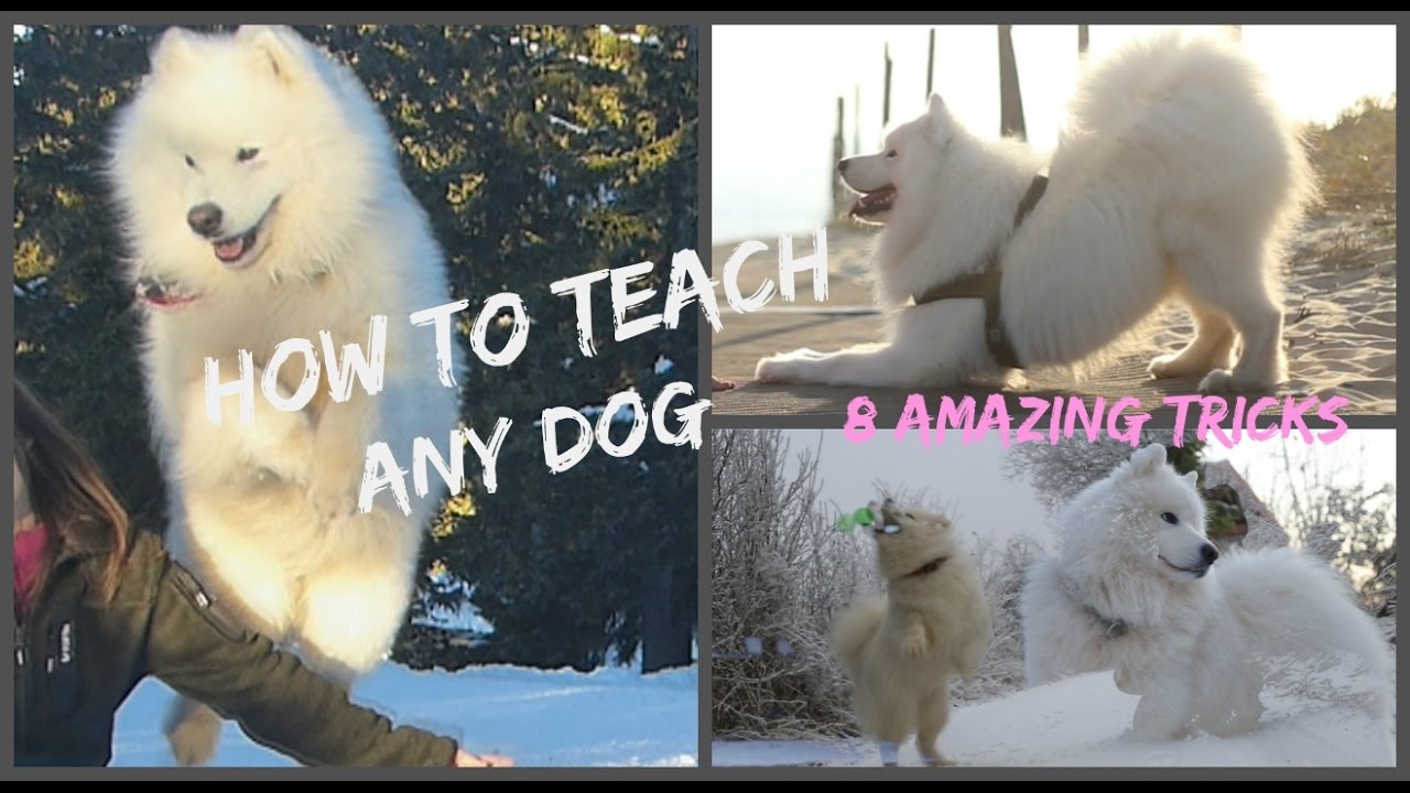 Apprendre RAPIDEMENT 8 TRICKS d'oberythmée à son chien : TUTO DOG TRICKS