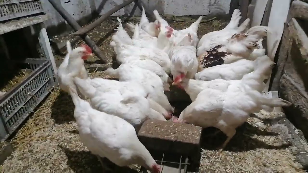 Новорічна-вечірна управка у курей-01.01.2023 рік