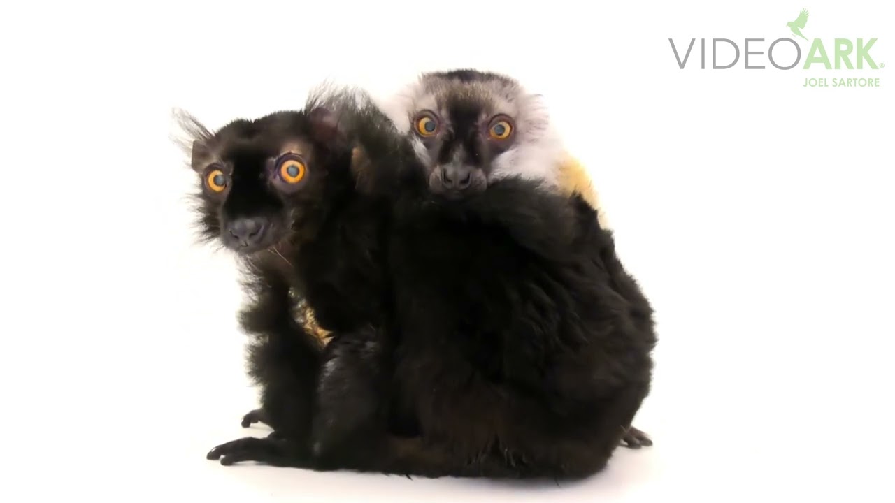 A pair of endangered black lemurs (Eulemur macaco) at the Saint Louis Zoo in Saint Louis, Missouri.