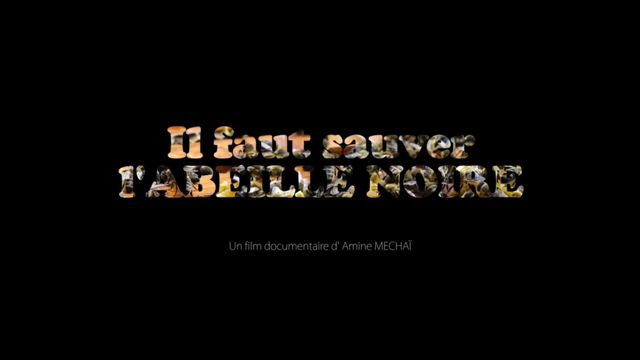 Il Faut Sauver l'Abeille Noire !