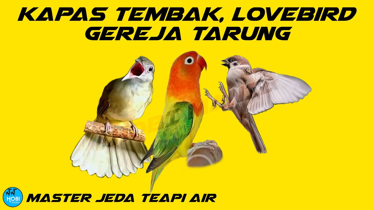 MASTER KAPAS TEMBAK LOVEBIRD GEREJA TARUNG Jeda Terapi Air AMPUH