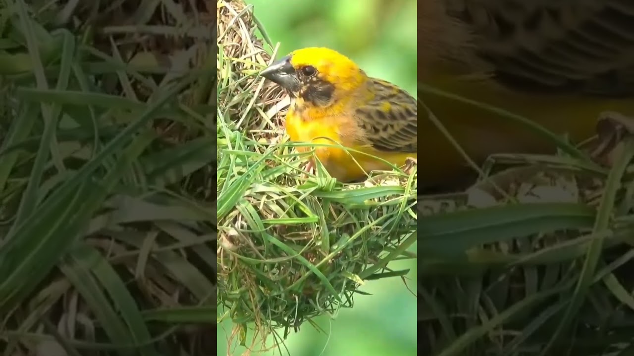 #birds #nature #birdslover #birdsounds #beautifulnature #music M&uacute;sica e Sons da Natureza