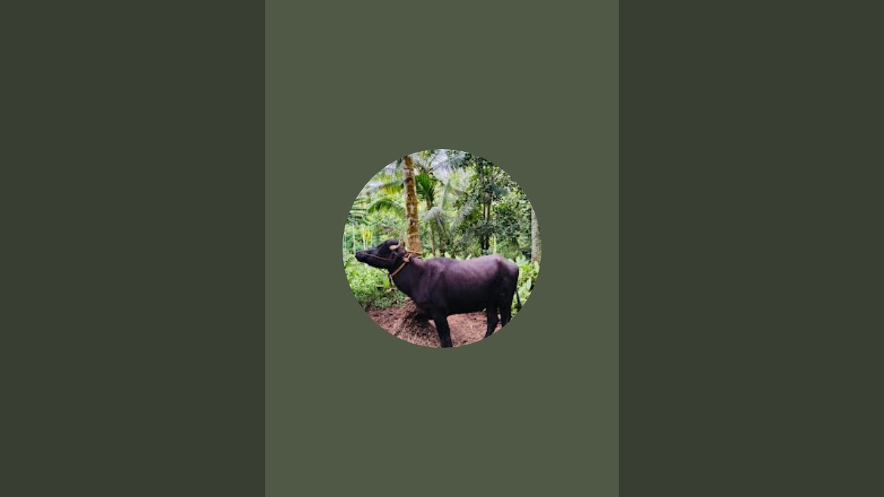 Easy buffalo works is live ചട്ടിപ്പറമ്പ് കന്നുകാലി ചന്ത