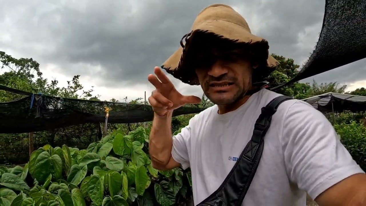 Árboles Frutales Lejanias Meta, Vivero los Girasoles
