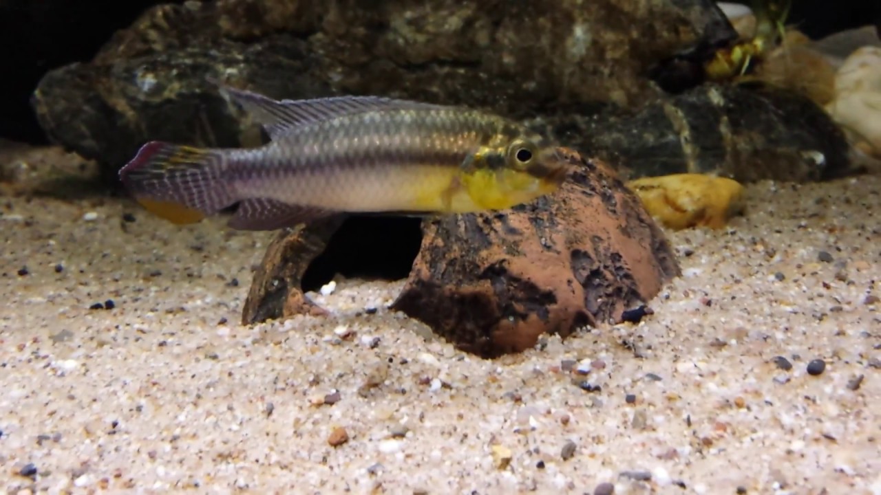 Pelvicachromis subocellatus 'Matadi' (F1) bij Aquarium Speciaalzaak Utaka