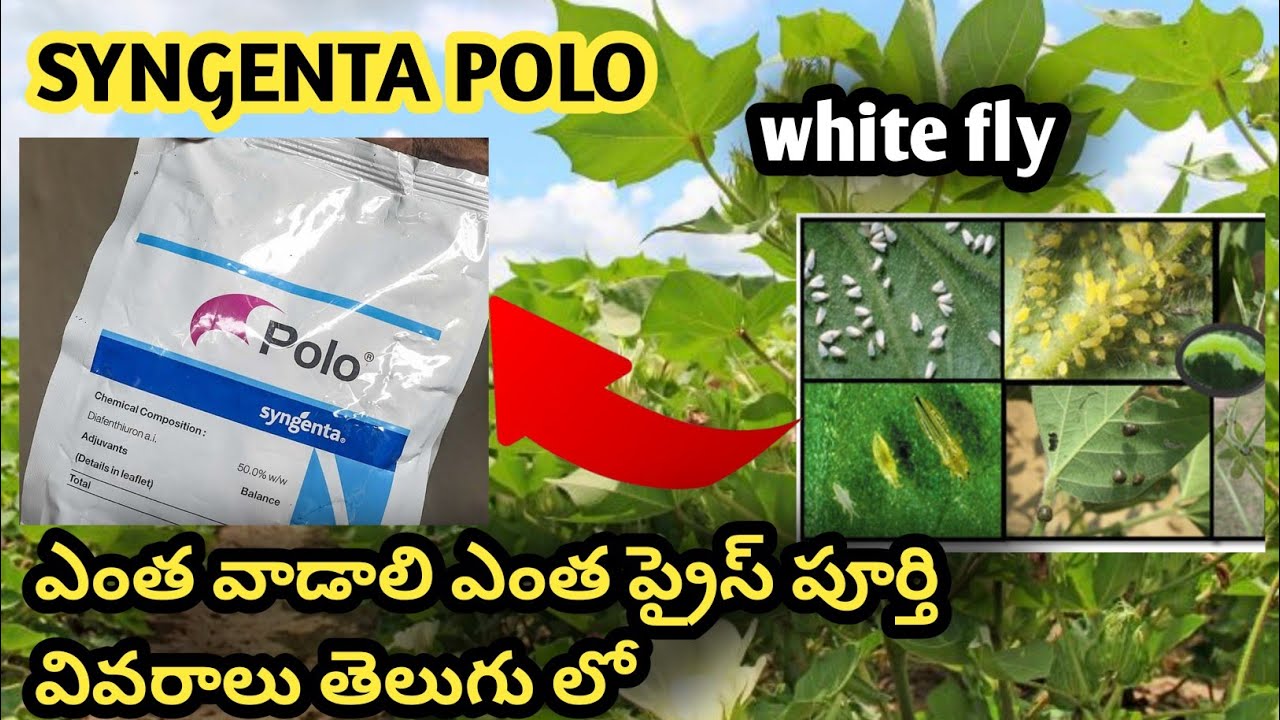 Syngenta Polo || Syngenta polo full Details in telgu |polo Insectiside price dose Diafenthuron 50%wp