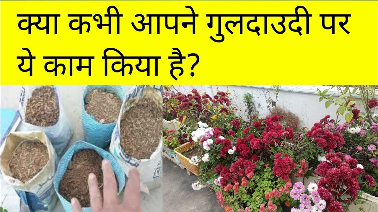 फरवरी जाने से पहले गुलदाउदी पर ये काम करना ना भूलें/Guldaudi/How to save chrysanthemum every year 