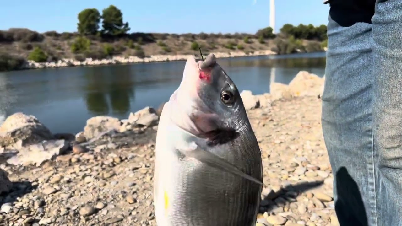 7 octobre 2023 Une Journée Superbe Pécher Daurade