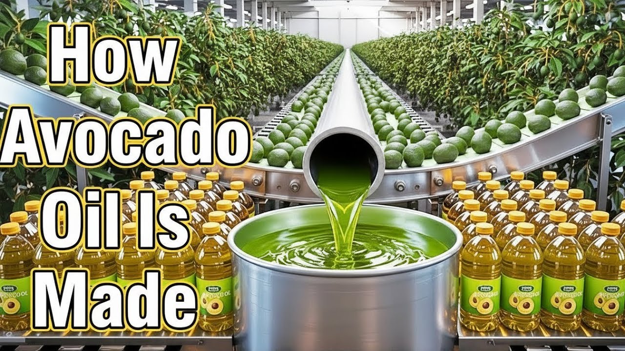 How Avocado Oil Is Made 🥑 (Full Factory Process)