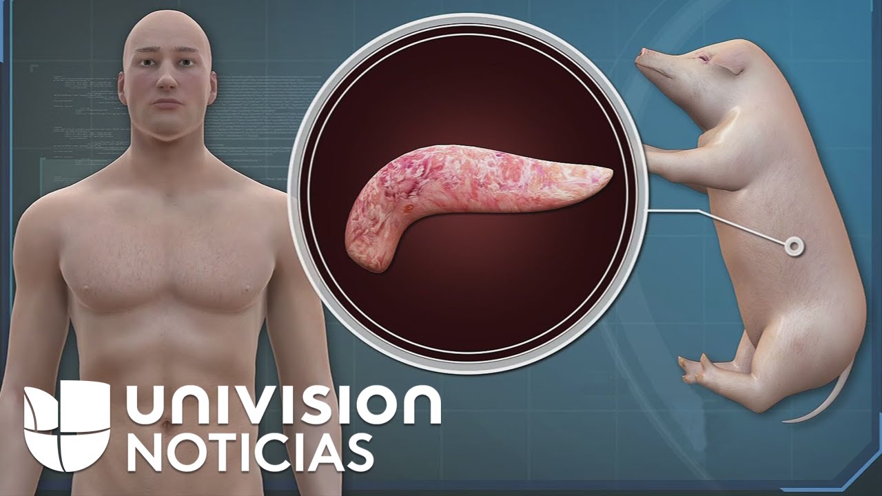 Los embriones humano-animales financiados por el gobierno