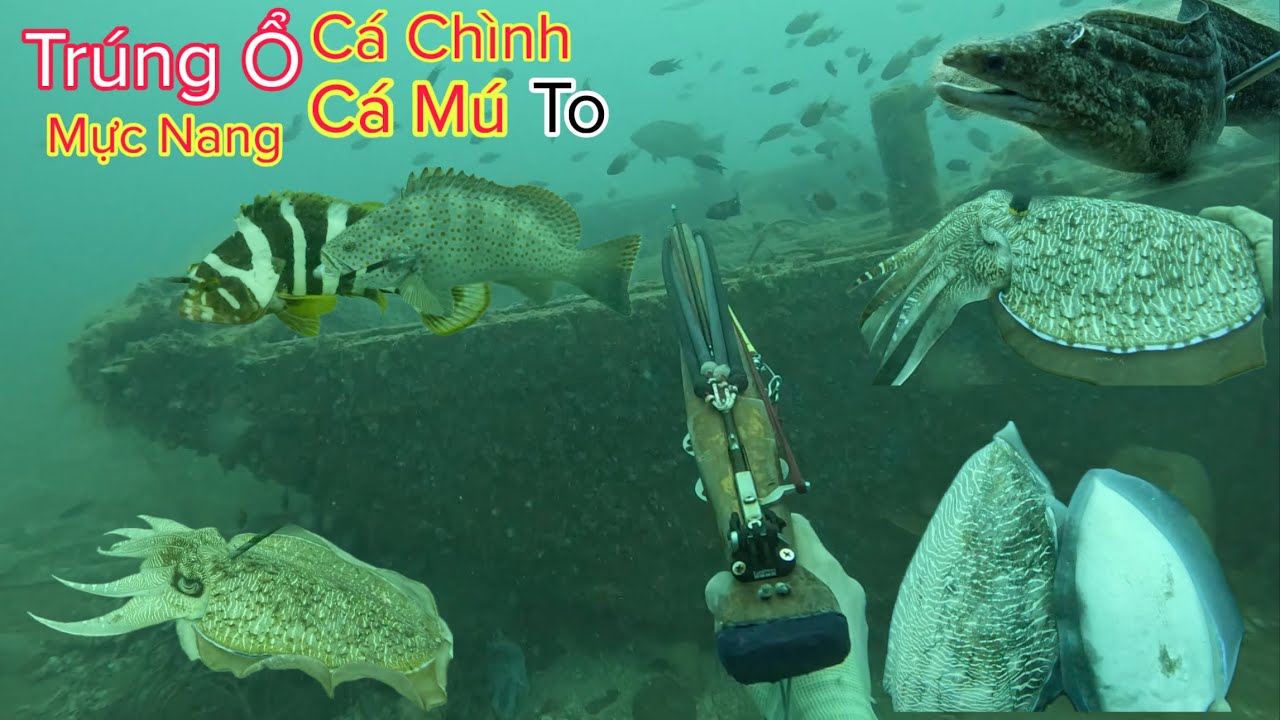 Trúng Ổ Cá Chình, Cá Mú, Mực Nang To Bên Chiếc Ghe Chìm Dưới Độ Sâu 23 Mét P4