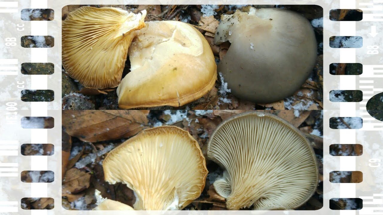 Jak zmienia kolory  Boczniak ostrygowaty&nbsp;(Pleurotus ostreatus)