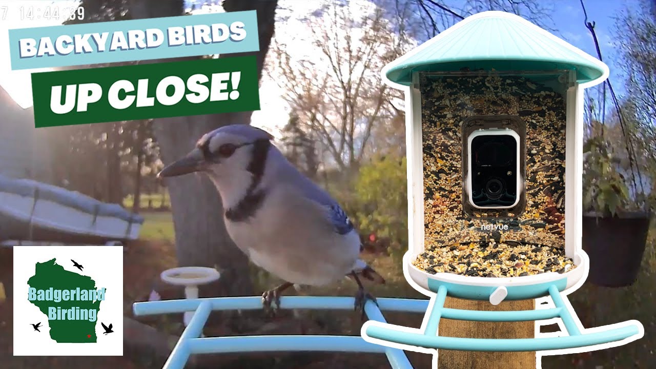 See Backyard Birds Up Close! (Netvue Birdfy Smart Bird Feeder Review)