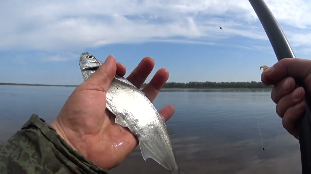 Кама, чехонь на поплавочную удочку.