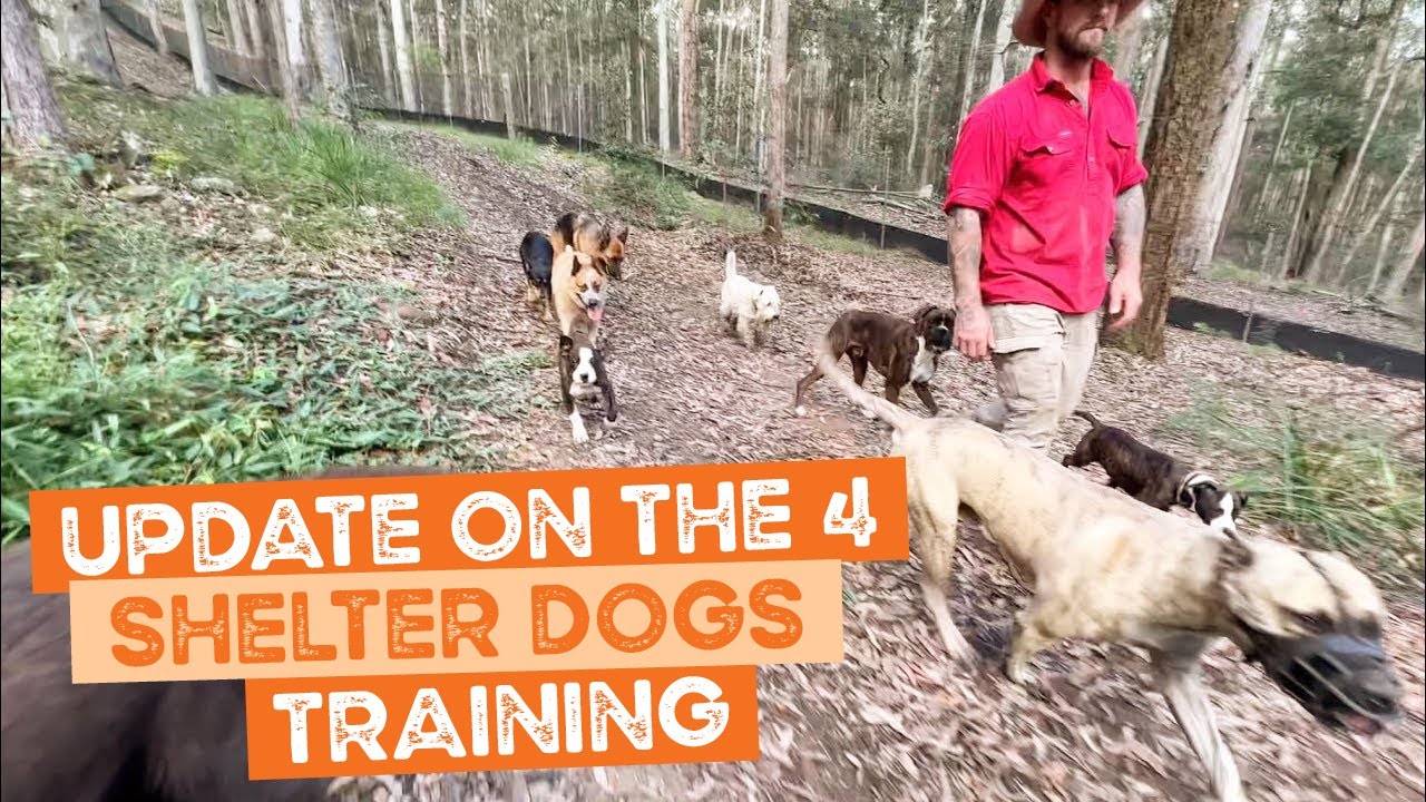 Update on the 4 Shelter Dogs here for Training