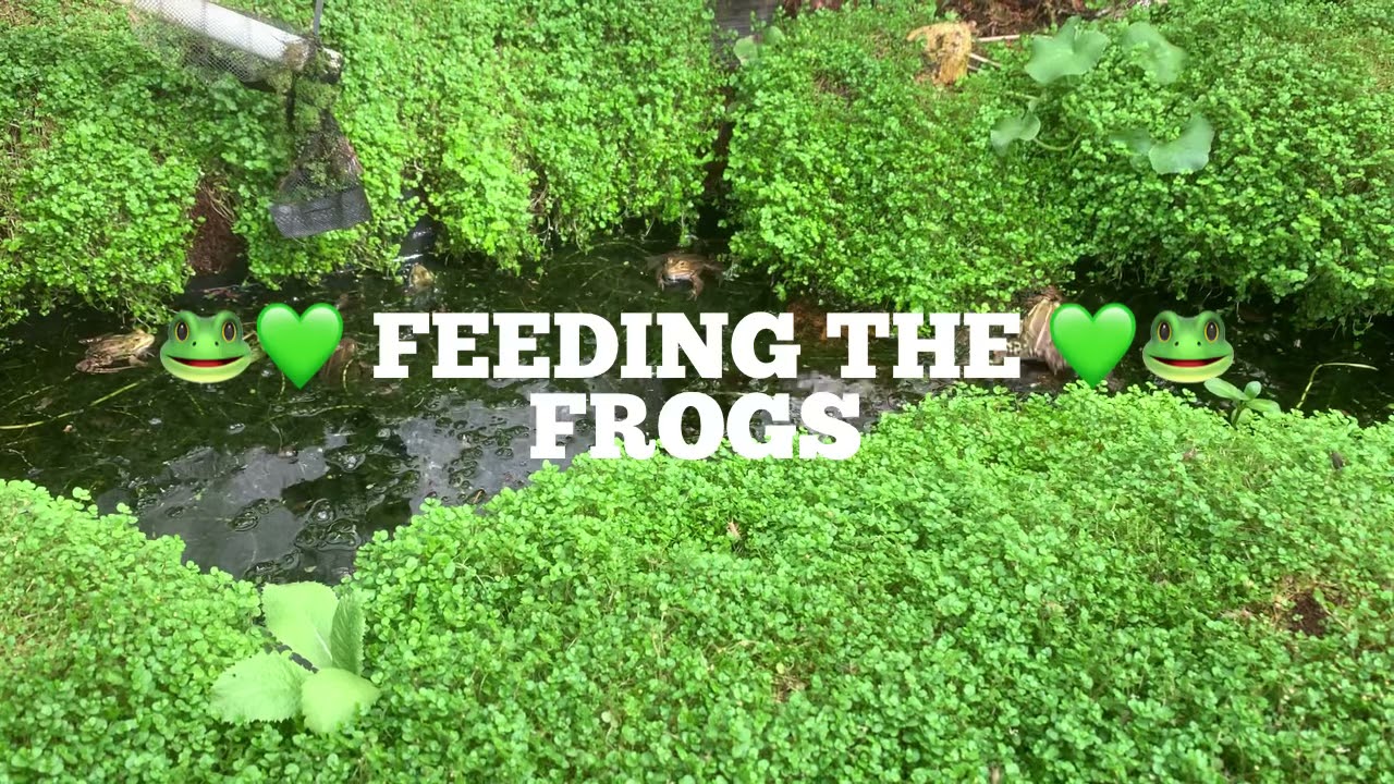 FEEDING FROGS LIVE