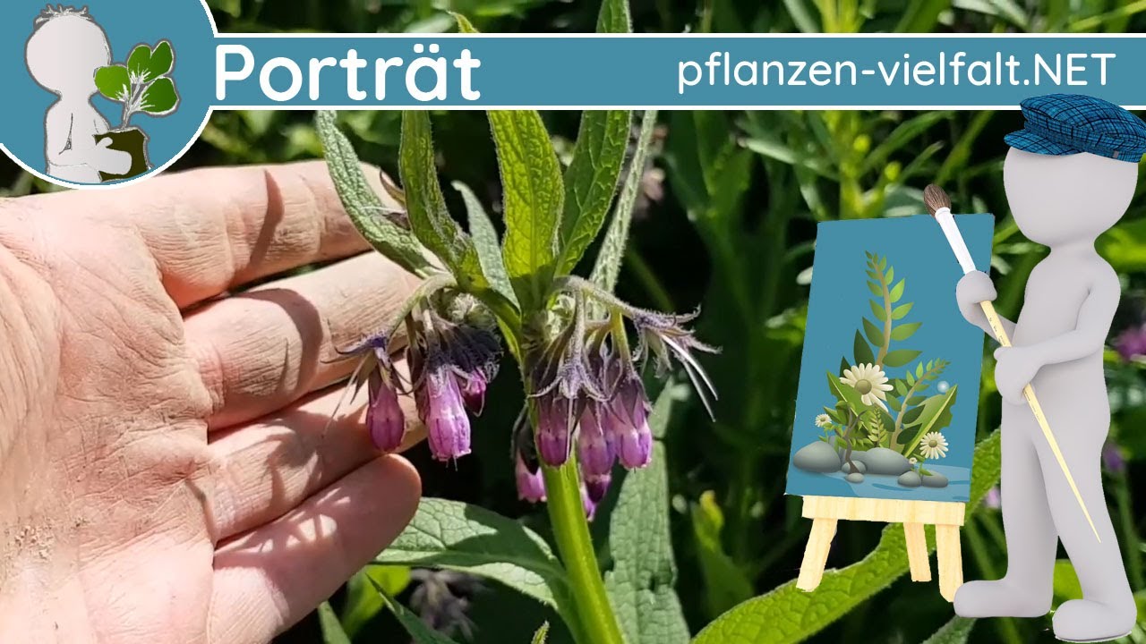 🖼️ Porträt 060 - Echter Beinwell (Symphytum officinale) - Wildpflanzen-Steckbrief (Essbar)
