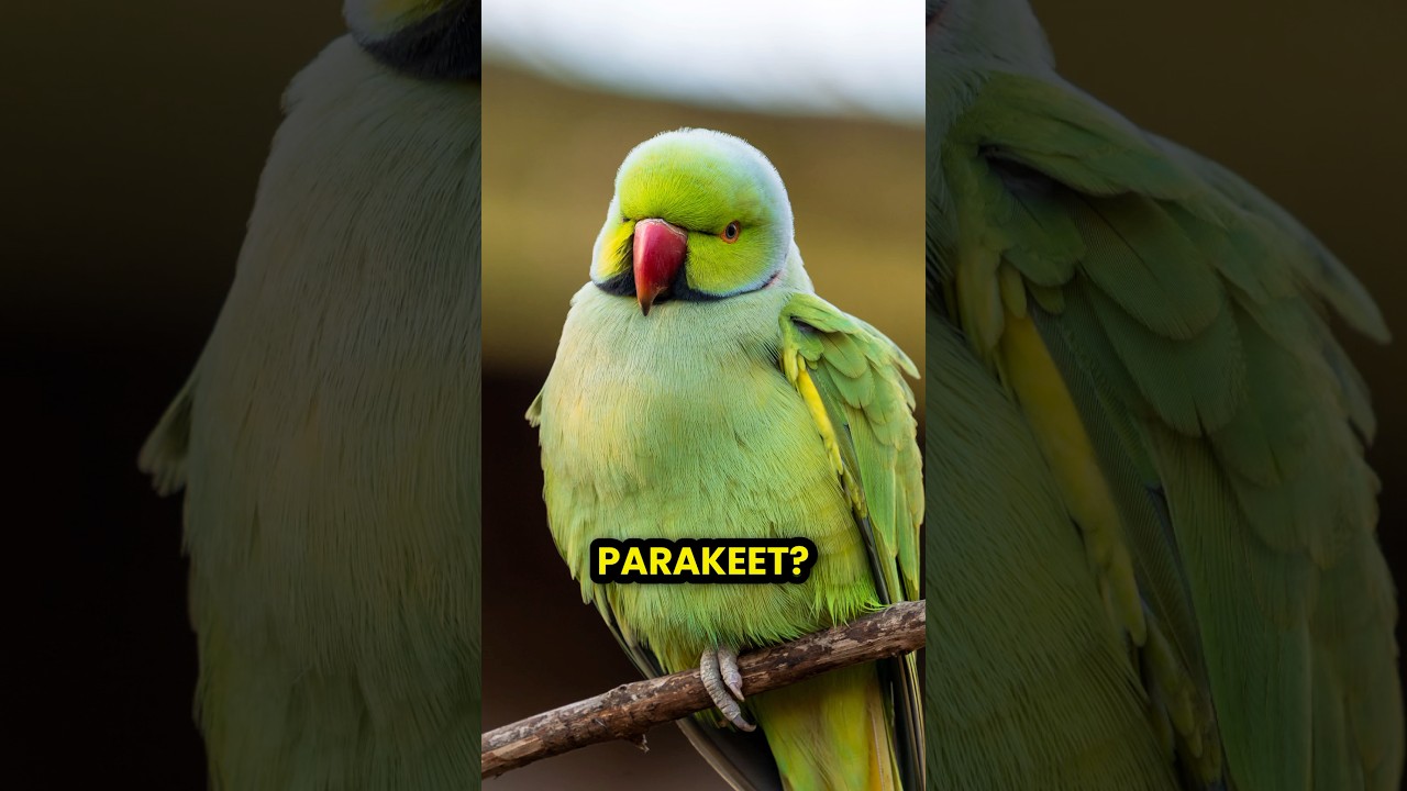 Is it a Budgie or a Parakeet?! 🦜❤️ #birds #parrotlover #parrot #budgie #parakeet