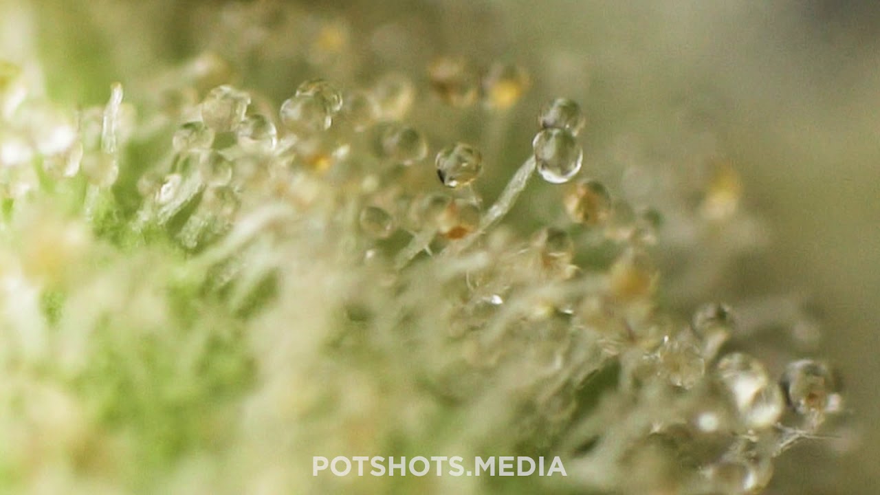 Super Macro Closeup - Cannabis Trichomes Melt & Burn