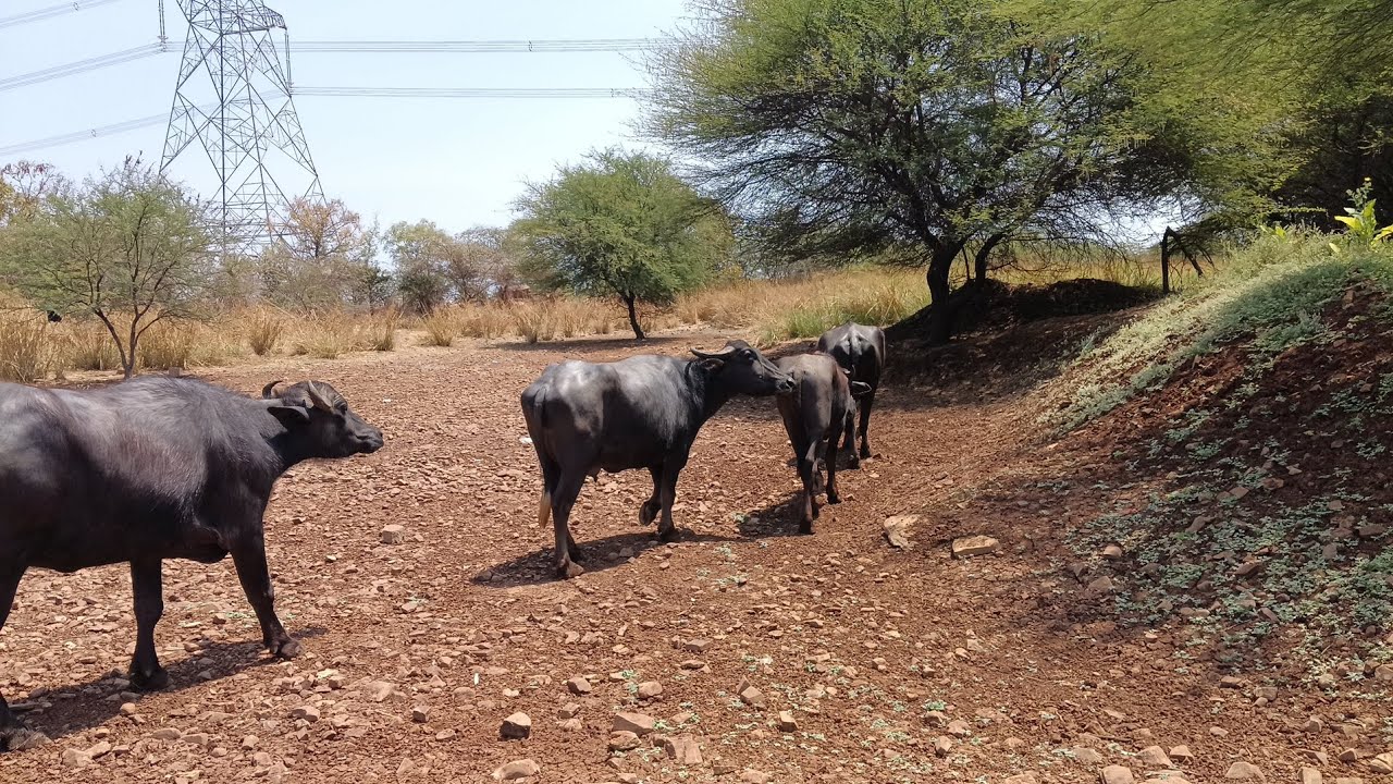 ఈరోజు మన గేదెలు ఎలా ఉరుకుతున్న చూడండి 😮 చెరువు చూడండి ఎన్ని నీళ్లు తగ్గాయో😮#buffaloes #animals#bull 
