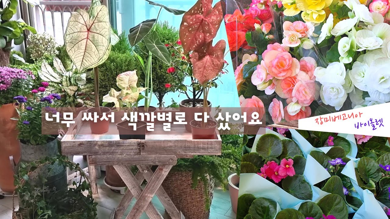 SUB) 과천, 헌인 화훼 도매시장 쇼핑 언박싱 / 원예용품점 빈티지 선반 구경 /도매시장에 가서 꽃 사고 원예용품점에서 빈티지 선반도 샀어요